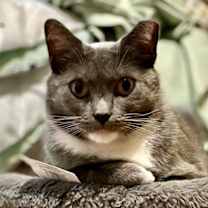 Thumbnail photo of Grey Cat #1