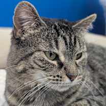 Thumbnail photo of Tigris #3