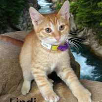 Thumbnail photo of Lindi #1