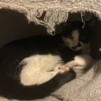 Thumbnail photo of Tres #1