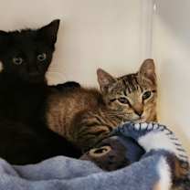 Thumbnail photo of Yardley-female tabby / Scrappy-adopted male black #1