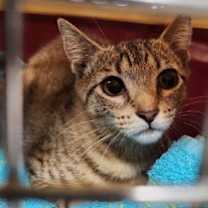 Thumbnail photo of Yardley-female tabby / Scrappy-adopted male black #2