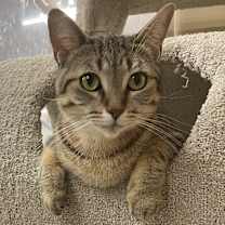 Thumbnail photo of Maizie #4