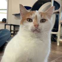 Thumbnail photo of Penelope #2