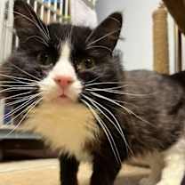 Thumbnail photo of Jazzy #3