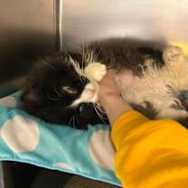 Thumbnail photo of Jazzy #4