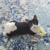 Thumbnail photo of Potato Salad #4