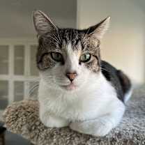 Thumbnail photo of Jerico #2