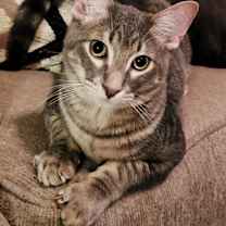 Thumbnail photo of Phoenix 0746 #1