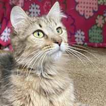 Thumbnail photo of Persephone - LF #2