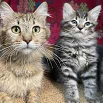 Thumbnail photo of Persephone - LF #3