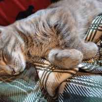 Thumbnail photo of Truffle - JM #4