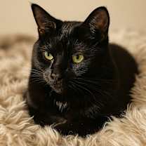 Thumbnail photo of FoxGlove - MT #1