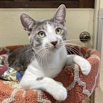 Thumbnail photo of Chon #2