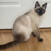 Thumbnail photo of Ravi #2