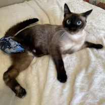 Thumbnail photo of Ravi #4