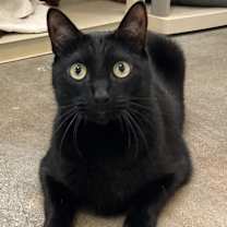 Thumbnail photo of Bart AKA Romeo #4