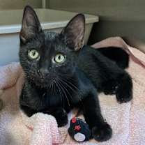 Thumbnail photo of Honeysuckle #1