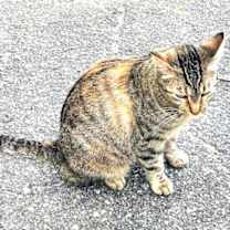 Thumbnail photo of Hayley #1