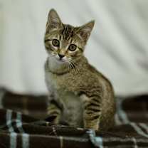 Thumbnail photo of Jurian #3