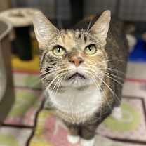Thumbnail photo of Bella #2