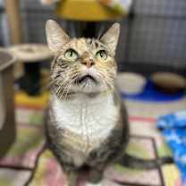 Thumbnail photo of Bella #3