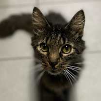 Thumbnail photo of Whirly #1