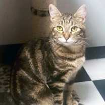 Thumbnail photo of Bella #3