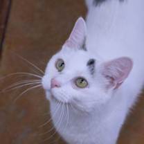 Thumbnail photo of Ida #3