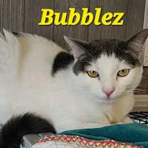 Thumbnail photo of Bubblez #1