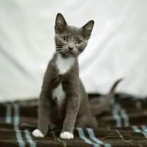 Thumbnail photo of Sam #1