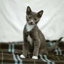 Thumbnail photo of Sam #2