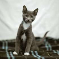Thumbnail photo of Sam #3