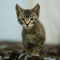 Thumbnail photo of Azriel #1