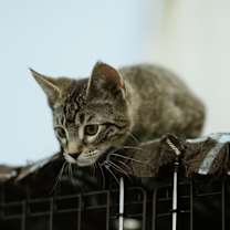 Thumbnail photo of Azriel #2
