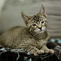 Thumbnail photo of Azriel #3