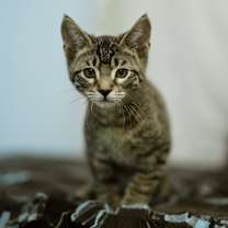Thumbnail photo of Azriel #4