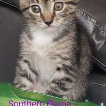 Thumbnail photo of Southern Flame #4