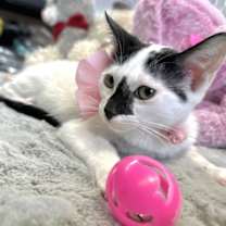 Thumbnail photo of Ninive #4