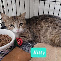 Thumbnail photo of Kitty #1
