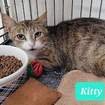 Thumbnail photo of Kitty #2