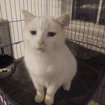 Thumbnail photo of Daisy #1