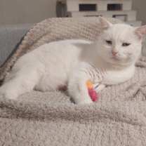 Thumbnail photo of Daisy #3