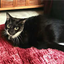 Thumbnail photo of kali #2