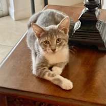 Thumbnail photo of Mantis #1