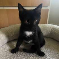 Thumbnail photo of Brandy #2