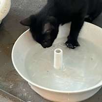 Thumbnail photo of Brandy #4