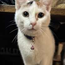 Thumbnail photo of Shasta #1