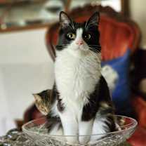 Thumbnail photo of Isobelle #1