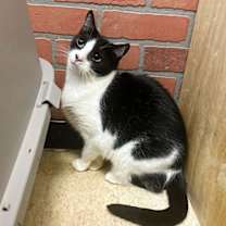 Thumbnail photo of Mckinley #1